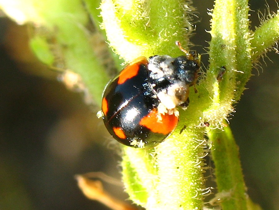 Coccinellidae